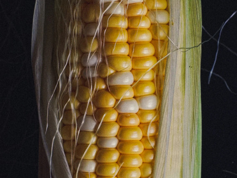 【五つ星ホテルでご提供】とうもろこし１２本（品種:スーパー黄味ちゃん）