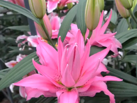 5～6月収穫後順次発送　八重ユリ3本　”ディアンサ”　優しいピンク 新潟県産ユリ切り花　 　※北海道・沖縄県配送不可※