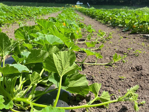 熟成かぼちゃと玄米のスープ（6個）