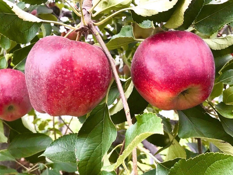 とれたて農薬不使用りんごの天然アイス6個セット【数量限定】