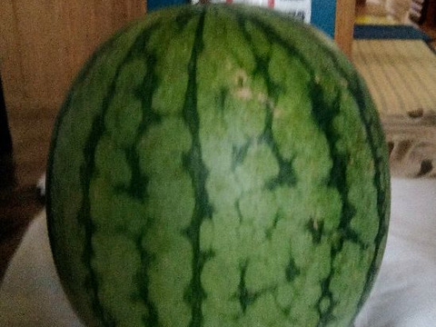 兵庫産　訳あり小玉すいか1玉（ニュー小玉）②