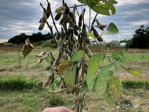 千葉県産　旨みたっぷり濃厚味噌！530g　マルカワ味噌有機白米麹　使用