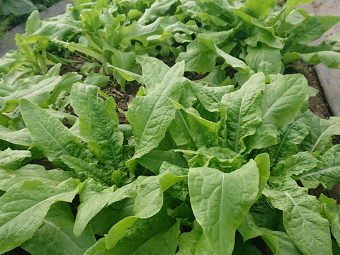 油麦菜(Ａ菜）１ｋｇ／独特な香りで芯まで美味しい！中国の定番野菜！