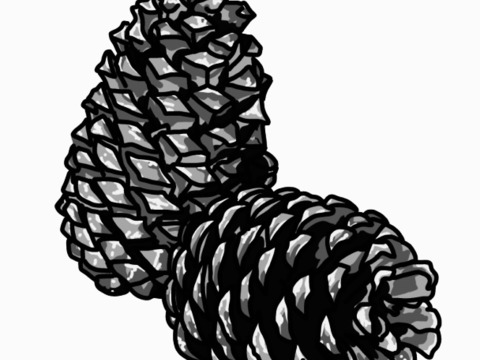 松炭パウダー(アカマツ)