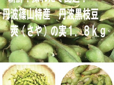 【期間限定セール】丹波篠山産 丹波黒枝豆　新鮮・採れたて配送！　莢（さや）の実　１．８ｋｇ