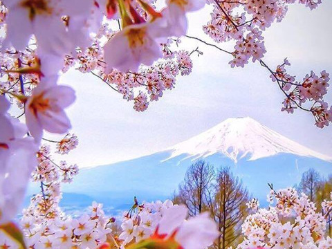 【超一流の神舌】銀座千疋屋元チーフパティシエが創るブランド桃🍑お試し特価キャンペーン約1kg☆朝どれ高級もも☆家庭用・贈り物にも最適な贅沢ギフト【7月下旬発送】