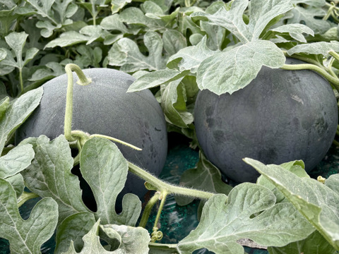 予約販売！6月23日〜発送贈答用黄果肉西瓜サンダーボルト2Lサイズ1玉入り