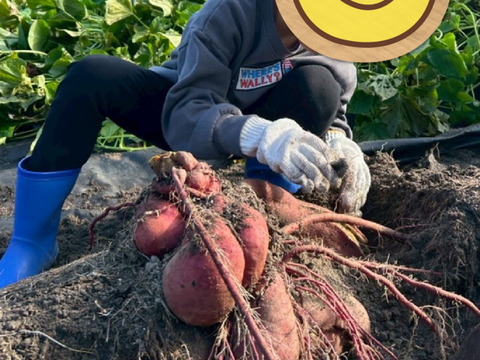 【農家直送】大根＋サニーレタス+甘いさつまいも 約2㎏　栽培中農薬不使用