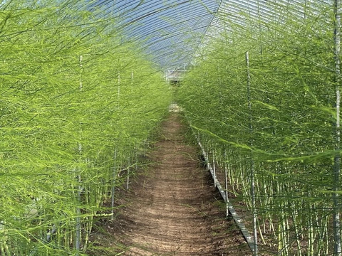 【受賞記念特別価格🎊】【やや太め2kg】那須塩原産アスパラ｜じゅわっと感じる奥深い甘み！｜Lサイズのみ｜特別価格は5/20まで！