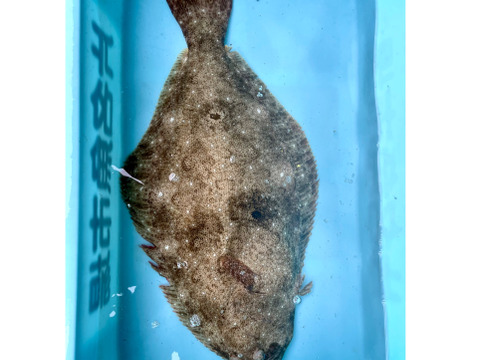 日間賀島漁師直送 天然ヒラメ1匹50cm 1kg 必ず活きた個体を 血抜き 神経締めをしてその日のうちに発送します 愛知県産の魚介類 食べチョク 産地直送 産直 お取り寄せ通販 農家 漁師から旬の食材を直送 日間賀島漁師直送 天然ヒラメ1匹50cm 1kg 必ず活きた個体を 血抜き 神経締めをしてその日のうちに発送します 愛知県産の魚介類 食べチョク 産地直送 産直 お取り寄せ通販 農家 漁師から旬の食材を直送