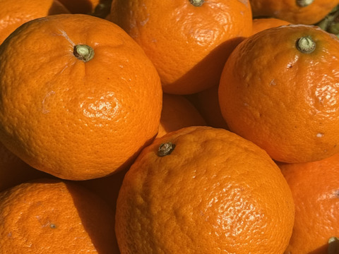 せとか　家庭用　２キロ