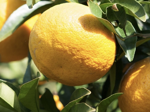 濃厚で甘い！甘夏みかん🍊自然栽培・肥料農薬不使用・安心安全！4kg 10玉前後