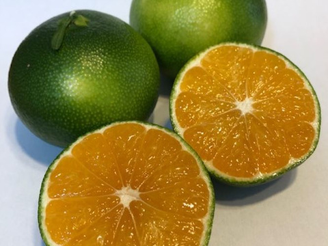 9/14～10日間限定！残暑においしい！極早生みかん 朝採れ出荷 3kg(35個±5個 or 50個±5個)