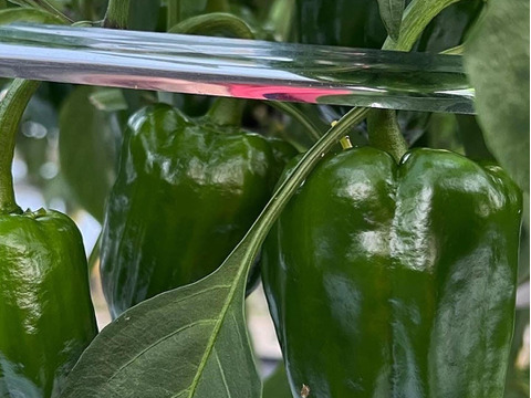 【7周年福袋】淡路島の夏をお届け！夏野菜詰め合わせ（10品）セット  77セット限定【77セット限定】