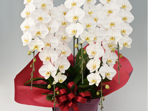 大輪胡蝶蘭 白 5本立 75輪クラス| 開店・開業・移転・周年・送別・誕生日のお祝いなどに