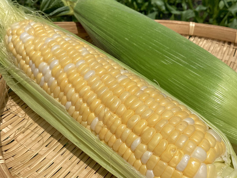 【食べ比べ】高糖度！2品種食べ比べ(カクテル・恵味) とうもろこしセット4.5kg
