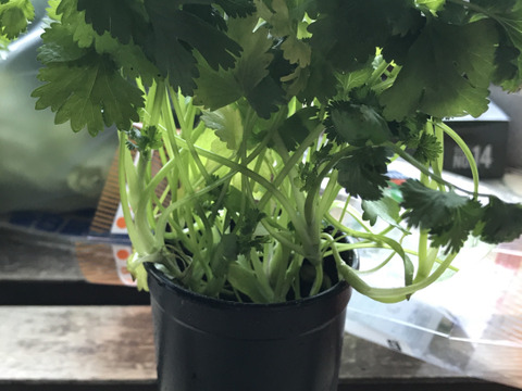 おうち菜園 食育セットお野菜だいすき 葉物ミックス 種から無no薬 有機培養土10ℓ 自家採取種子 水菜 小松菜 ほうれん草 有機液肥のセット 福岡県産の野菜 食べチョク 産地直送 産直 お取り寄せ通販 農家 漁師から旬の食材を直送