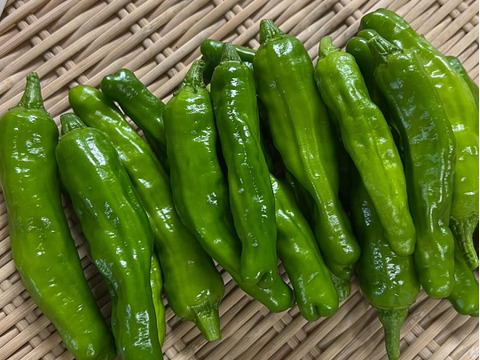 【7周年福袋】淡路島の夏をお届け！夏野菜詰め合わせ（10品）セット  77セット限定【77セット限定】