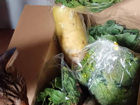 旬野菜Ｍサイズ【7～9品目】生命力溢れる野菜詰め合わせ＊農薬·化学肥料·除草剤不使用《1日5セット定期便限定》