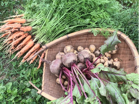 馬と育てたビーツ！デトロイトダークレッド