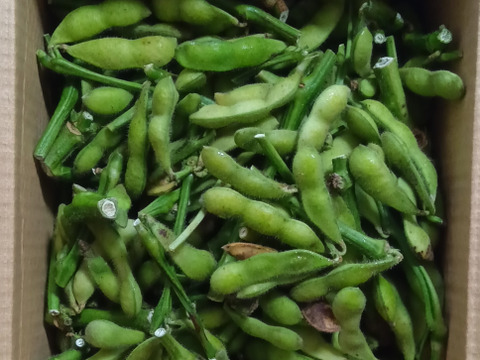 【30％オフ】完熟？　枝つき　枝豆（1.6キロ）　
　  ～え？こんなに入っているの？😄～　from 名水の里　神奈川県秦野市