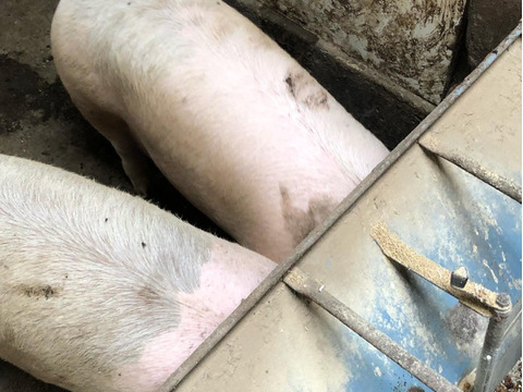 【母の日ギフト】会津ひまわり豚盛り合わせプレート