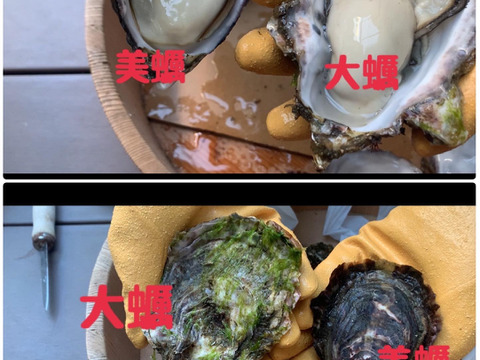 相生産夏牡蠣の食べ比べセット10個×10個【生食可能】【夏ギフト】【熨斗対応】【BBQ】
