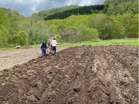 馬と育てた人参！葉付き間引き人参