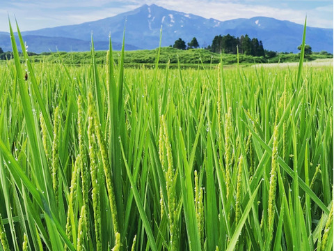 神宿る里の米　ひの米　あきたこまち【玄米】20kg