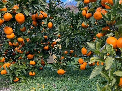 【5キロ家庭用】節減対象農薬　特別栽培で育てたからだにやさしい　有田みかん