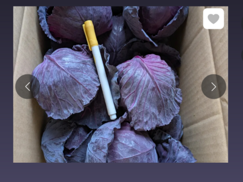 ミニ紫キャベツ🟣７キロ