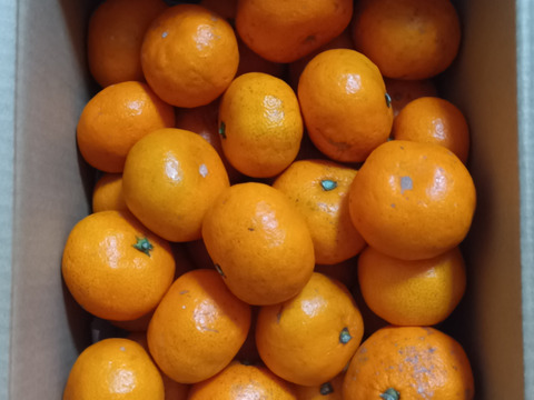【蔵出しみかん】「小粒2kg」和歌山下津産(常温便)