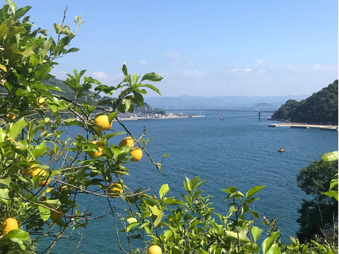 注文後収穫　瀬戸内レモン！5キロ