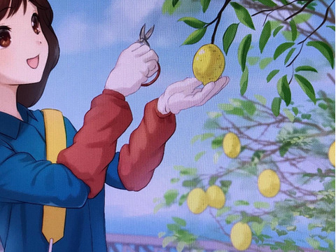 注文後収穫　瀬戸内レモン！5キロ