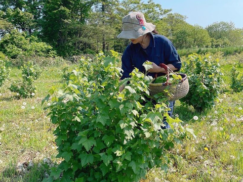 【徳用サイズ】カシス葉のお茶・60g【フィンランドの爽やかな伝統茶】※まとめ買い対応