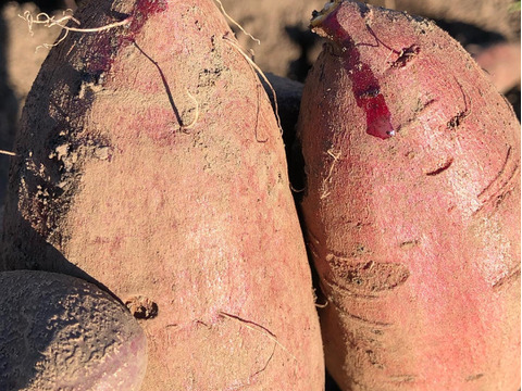 富士山の恵みで育った長期熟成ホクホク系のさつまいも　栗かぐや5㎏