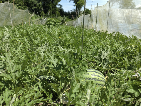 【単品🏣ゆうパック】☆訳アリ☆※２玉セット※スイカ🍉１キロ〜２キロサイズ☆小玉☆SSサイズ２玉セット☆農薬、除草剤、化学肥料不使用🏣ゆうパック