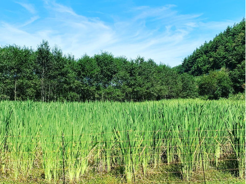 【完全自然栽培】のマコモダケ1キロ