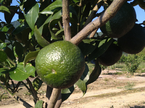 じゃばら果汁（ストレート）720ml