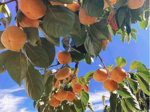 【ご家庭用】めちゃ甘ジューシー和歌山のたねなし柿