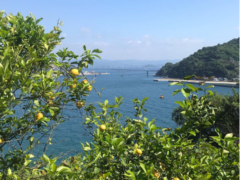 注文後収穫　瀬戸内レモン！5キロ