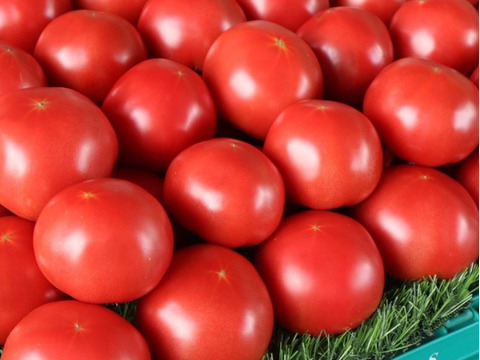 【10月〜受付再開予定】トマト嫌いが作る最高トマト「甘味×酸味◎」1.5kg