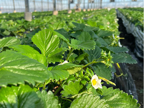 【完熟】JGAP認証・千葉県産かおりのセット(2パック入り)