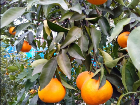 糖度19度【希少柑橘】あすみ（はるみの娘） 話題の新品高糖度！手で剥けるオレンジ