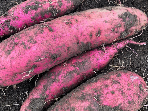 栽培期間中農薬、化学肥料不使用　さつまいも（紅はるか）6キロ