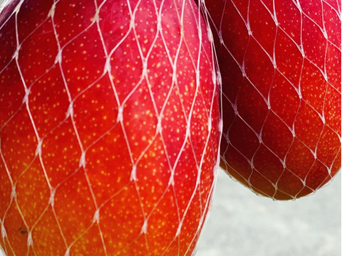 食感！コク！糖度！最高品質！完熟マンゴー🥭マンゴーを限定100セット350g×2個

予約受付中