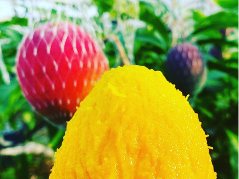 食感！コク！糖度！最高品質！完熟マンゴー🥭マンゴーを限定100セット350g×2個

予約受付中