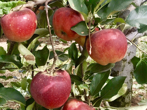 節減対象農薬:当地比９割減、化学肥料（窒素成分）:栽培期間中不使用栽培りんご使用　20年前から変わらないレシピの果樹園オリジナルアップルパイ
