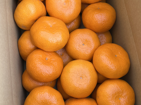 甘い!『大津みかん(四号)』5㎏ 3Lサイズ（１㎏あたり5個程度）大津四号発祥の地 湯河原産