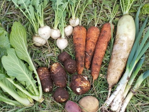 きりっとした【お野菜のセット2倍量+玄米もち500ｇ】不耕起草生　季節によりそう、耕さない、草とともにある畑から、多様な生きものとともに野菜　プラマルチなし